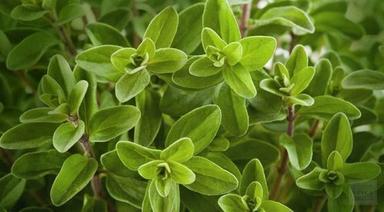 Aromatic Herb Marjoram Leaves Age Group: Suitable For All