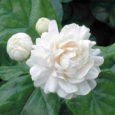 Natural Fresh White Jasmine Flower