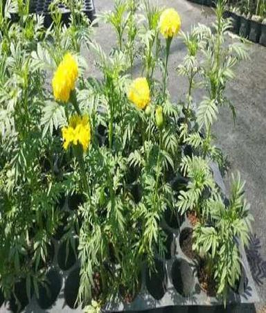 Yellow Marigold Plant Using Residue Free Farming Method