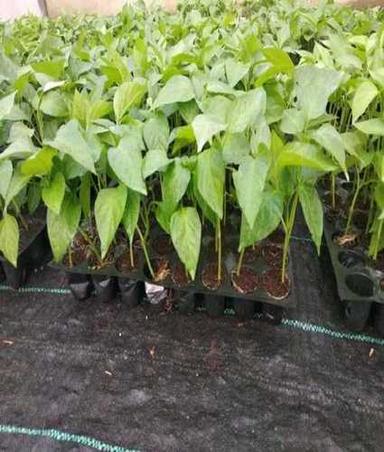 Red Chilli Plant With Residue Free Farming Method Size: Custom