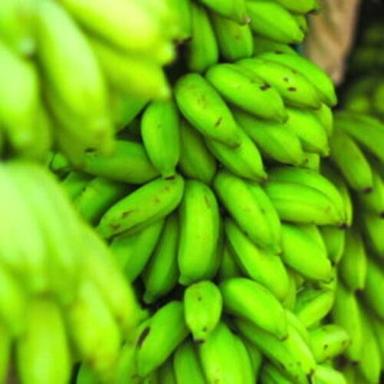 Impurity Free Organic Banana Origin: India