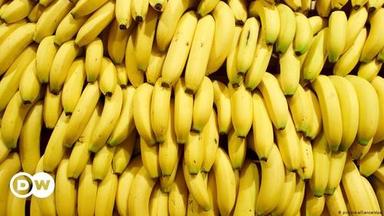 Common Fresh Banana