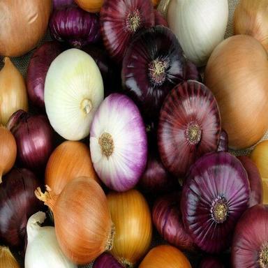 Natural Organic Farm Fresh Onion