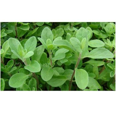 100% Organic Marjoram Oil Odour:: The Odour Is Having A Spicy Aromatic Camphoraceous & Woody Odour Reminiscent Of Nutmeg & Cardamom. The Flavour Is Spicy Warm Aromatic & Somewhat Bitter.