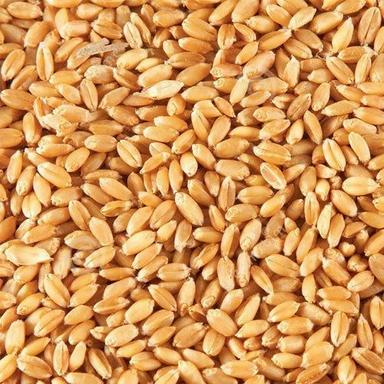 Light Golden Fda Certified Organic Wheat