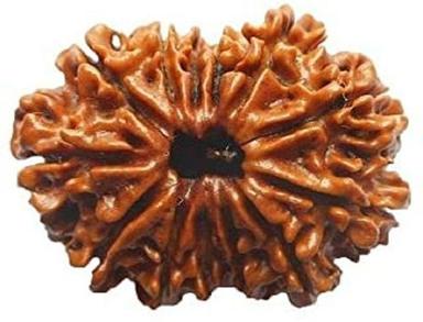 Round Lab Certified 18 Mukhi Indian Rudraksha