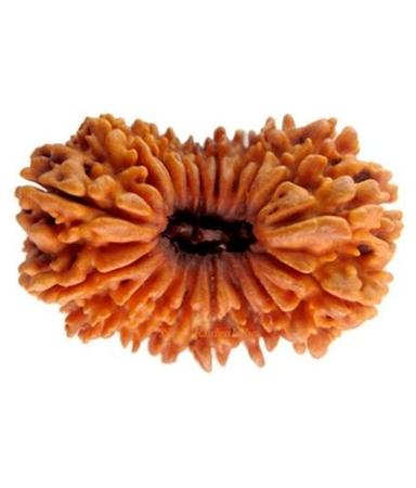 Round Lab Certified 18 Mukhi Indian Rudraksha