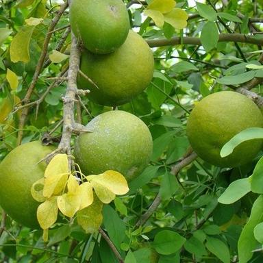 ग्रीन फार्म फ्रेश एगल मार्मेलोस