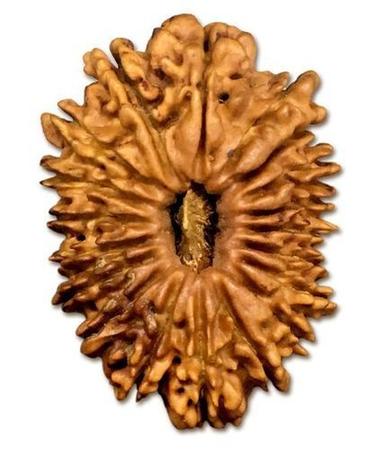 Round Original Powerful Exclusive Highly Beneficial 20 (Bees) Mukhi Rudraksha