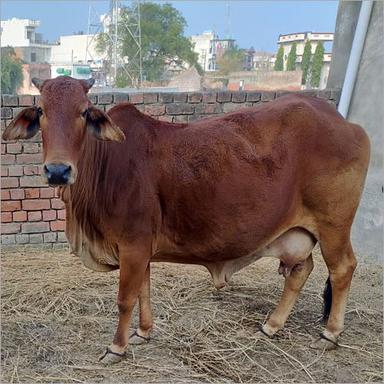 Brown Alive Sahiwal Cow