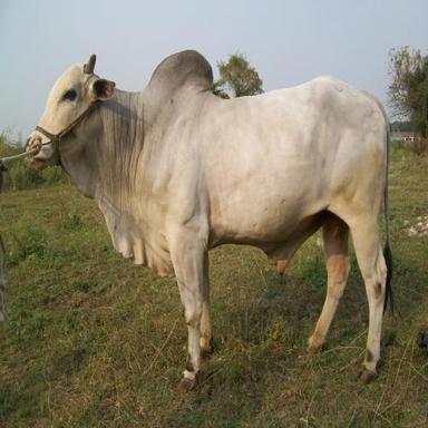 सफेद स्वस्थ ओंगोल गाय