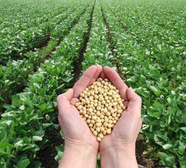 Organic Soya Bean Seeds Purity: 100%