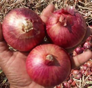 Pure Natural Red Onion Shelf Life: 6 Months