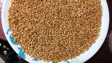 Soft Fresh Pure Wheat Grain