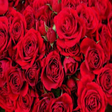 प्राकृतिक और ताजा लाल गुलाब का फूल