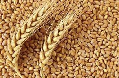 Soft Light Golden Wheat Grains