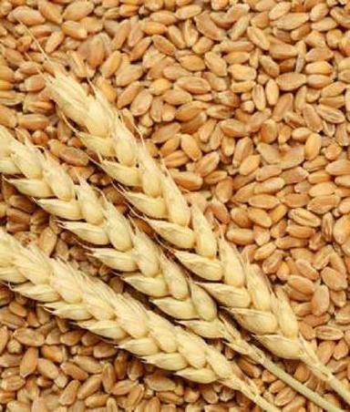 Hard Natural Golden Organic Wheat