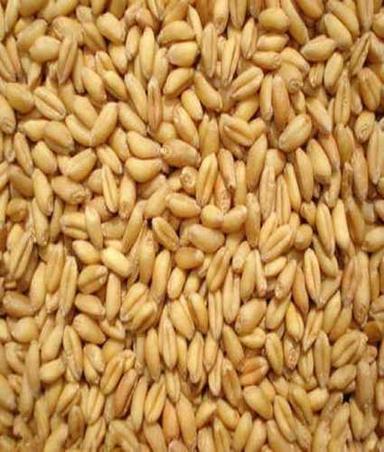 Brown Natural Raw Wheat Purity: 100%