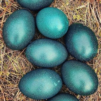 Bakery Use Bird Eggs