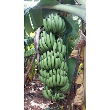 Common G9 Green Fresh Banana