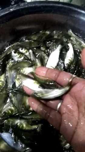Natural Bighead Carp Fish Seed