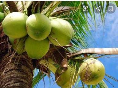 हरा अच्छा स्वाद वाला कच्चा नारियल