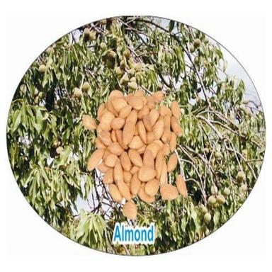 Brown Healthy And Natural Almond Kernels