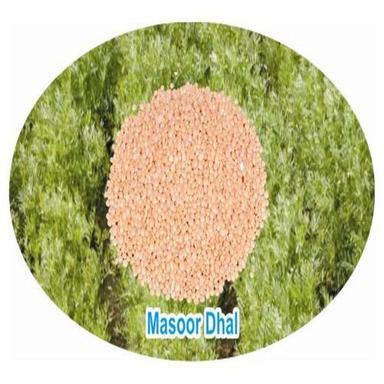 Healthy And Natural Organic Masoor Dal Grain Size: Standard