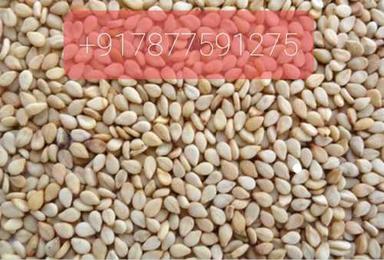 White Sesame Seeds Admixture (%): 1.5