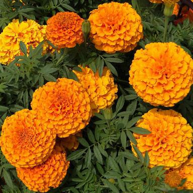 Creamy-Yellow Healthy And Natural Fresh Marigold Flowers