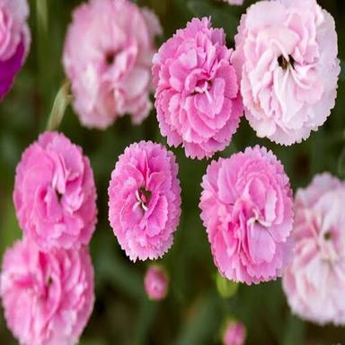 प्राकृतिक और ताज़ा गुलाबी गुलाब के फूल की शेल्फ लाइफ: 7-10 दिन