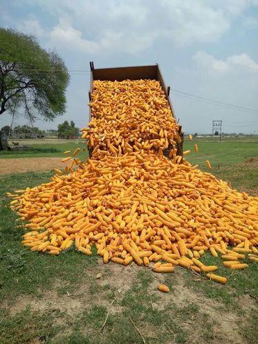 Yellow Maize Seed For Flour Making