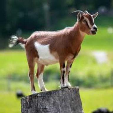 Black Live Goat (Black, Brown And White)