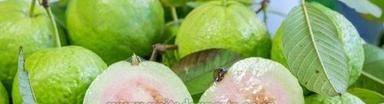 100% Pure Fresh Guava