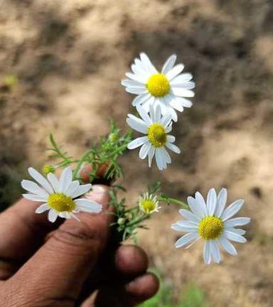 White Chamomile Flowers