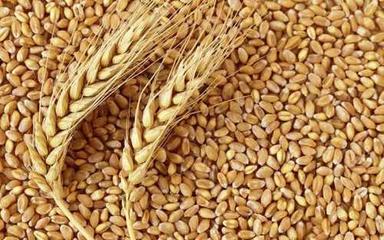 Gluten Free Brown Whole Wheat Grains Origin: India