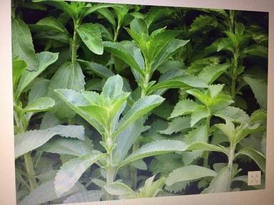 Green Stevia Plant