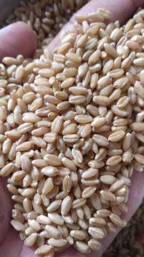 Harmless Fertilizers 100% Organic Wheat Grains
