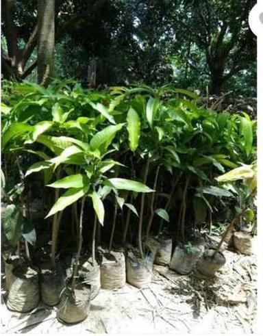 Green Natural Mango Plant Size: Custom