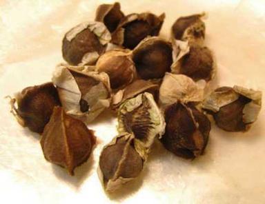 Brown Organic Moringa Seeds