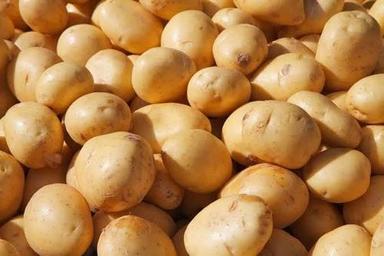 Round Healthy And Nutritious Fresh Potatoes