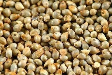 Organic Pearl Millet Seeds Purity: Highly