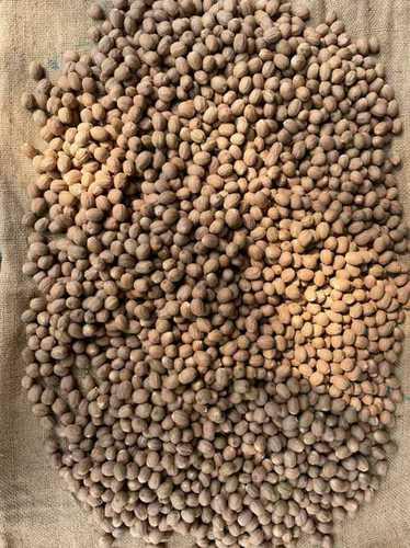 Indian Origin Nutmeg Spices Grade: A