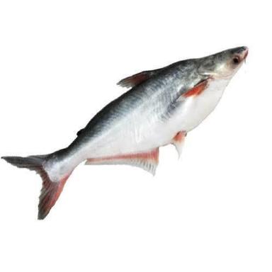  पंगेसियस (बासा) मछली