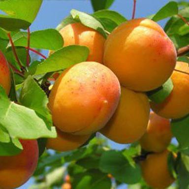 Organic Farm Fresh Apricot