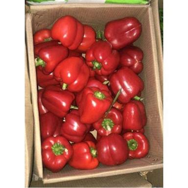 Farm Fresh Natural Red Capsicum Shelf Life: 1-5 Days
