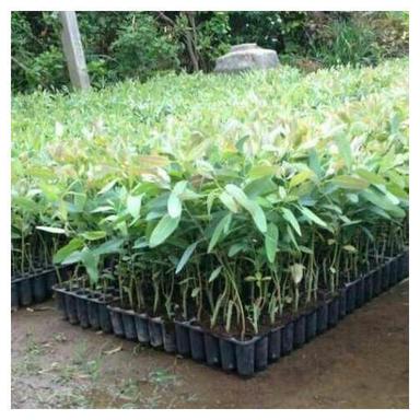 Green Hybrid Eucalyptus Clone Nilgiri Plant
