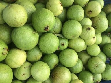 Common Healthy And Natural Fresh Green Guava