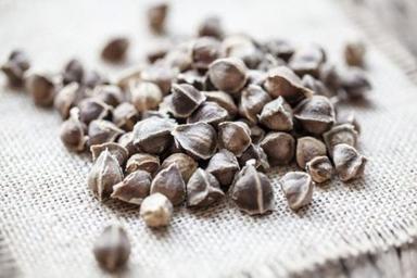 Dried Brown Organic Oleifera Moringa Seeds (Drumstick Seeds) Purity: 100%