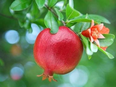 Red Organic Farm Fresh Pomegranate